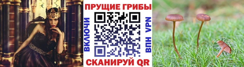 Купить Нея Галлюциногенные грибы Magic Shrooms